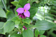 Sonerila grandiflora